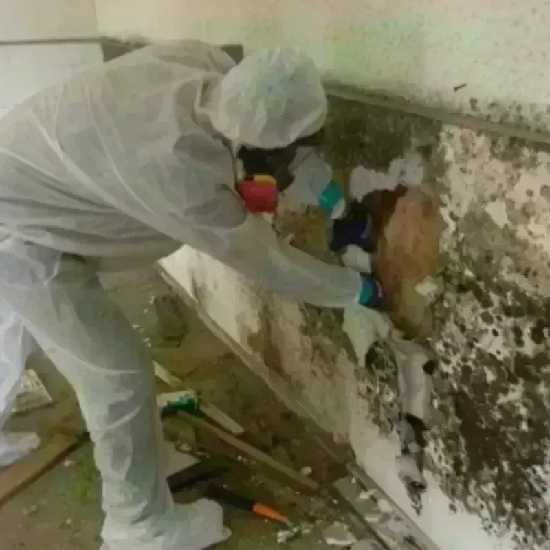 Mold Remediation and Removal in Dodge City, KS